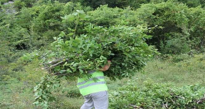 Samsun’da orman köylüleri, 25 bin dekar defne ormanında yıllık yaklaşık 1500 ton üretim yapıp, 16,5 milyon TL gelir sağladı.