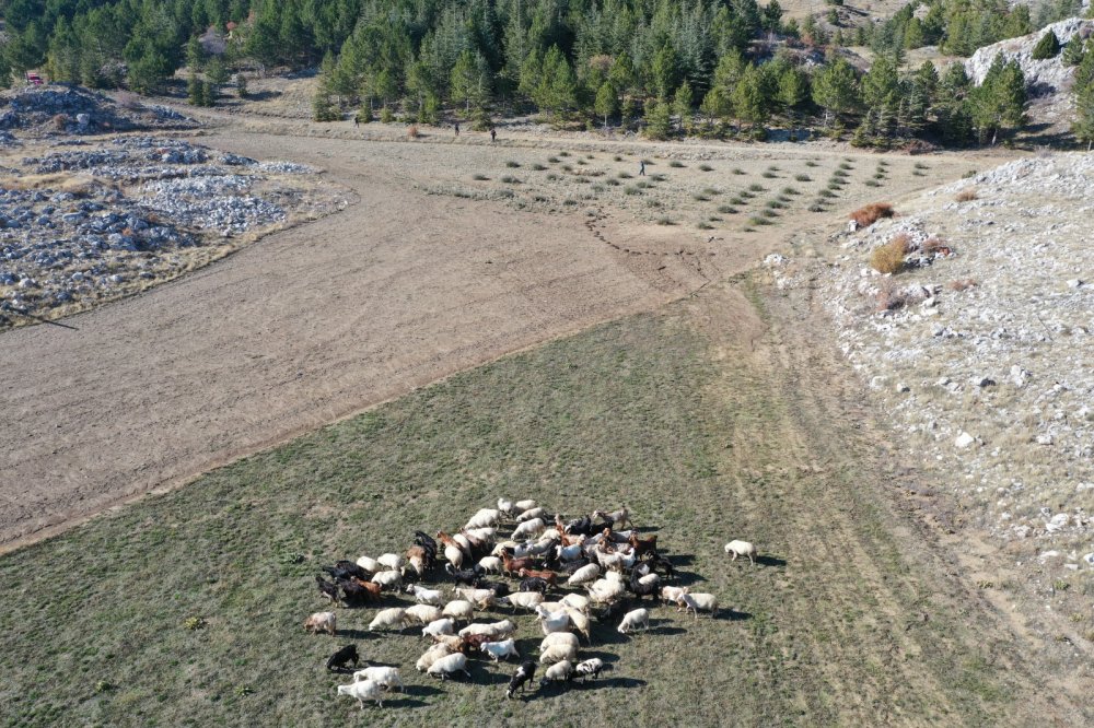Denizli’nin Çameli ilçesi Elmalı Mahallesi'nde çoban keçilerini kaybetti. Kayıp keçi ve koyunları drone ile buldular.