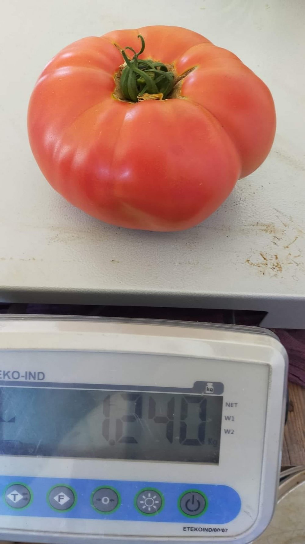Çameli’de serada yetiştirilen hormonsuz organik domatesin tanesi 1 kilo 240 gram geldi. Sosyal medyada paylaşılan ve oldukça ilgi gören hormonsuz domatesi almak isteyenler sıraya girdi.