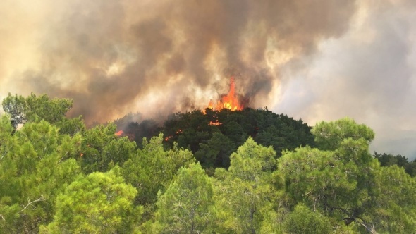 Denizli, Antalya ve Muğla'da meydana gelen orman yangınlarıyla cansiperane mücadele eden Denizli Büyükşehir Belediyesi, küle dönen ormanlık alanların ağaçlandırılması için de destek verecek.