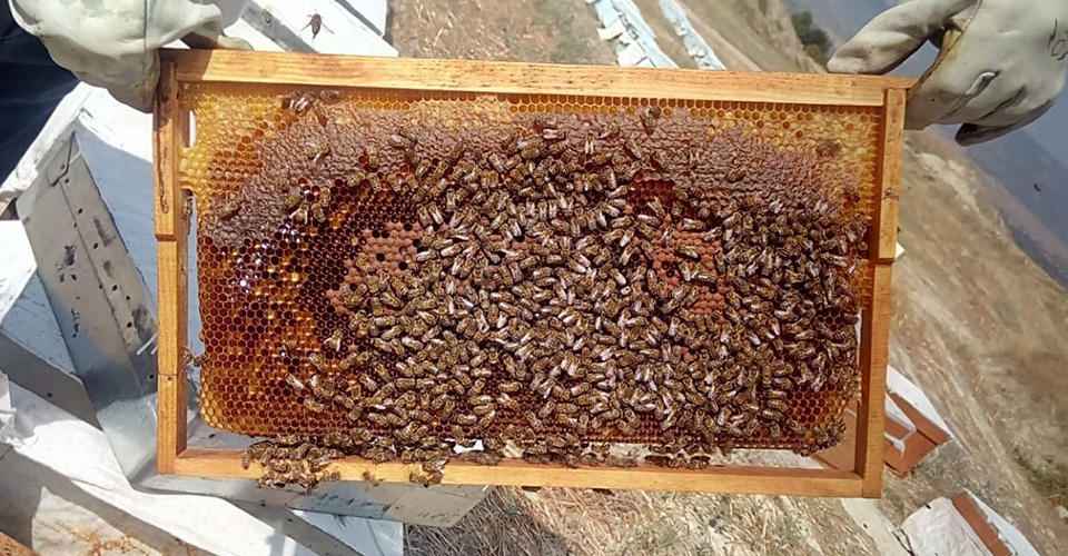 Denizli Arı Birliği Başkanı Nihat Çomak, yaşanan kuraklık ve aşırı sıcak hava nedeniyle doğada arıların bal yapacağı bitkilerin çok kısa sürede kuruduğunu bu yüzdende bal üretiminde yüzde 50 düşüş beklendiğini söyledi.