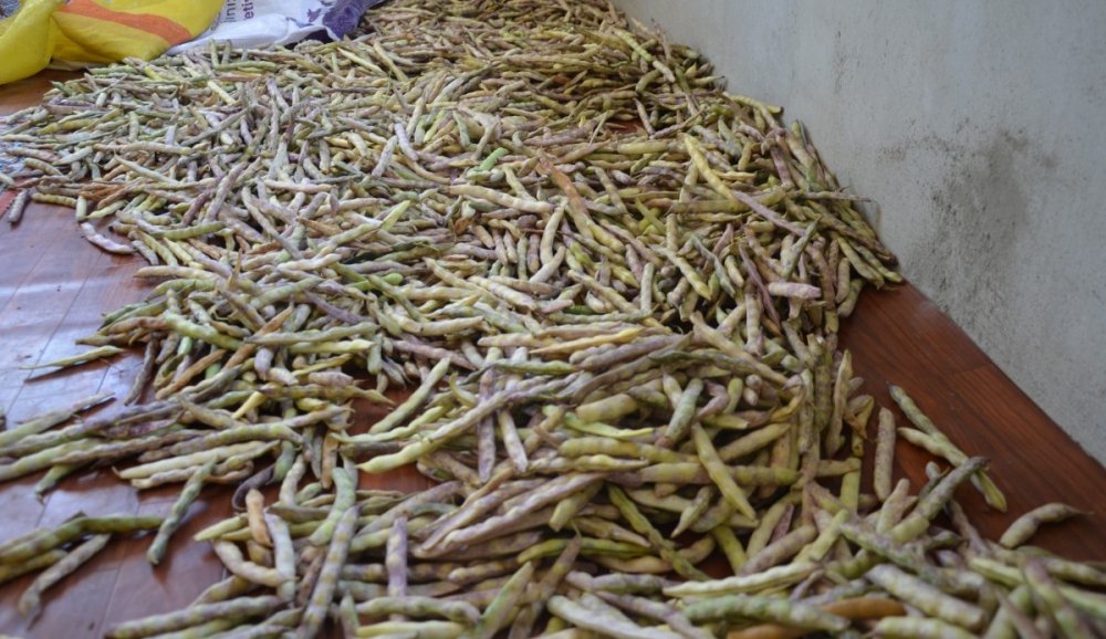 Samsun’un 19 Mayıs ilçesindeki Nebiyan Dağı eteklerinde tamamen organik olarak özenle yetiştirilen ‘Nebiyan fasulyesi’ dikimi yapılmadan sipariş alınıyor, pazara inmeden satılıyor.