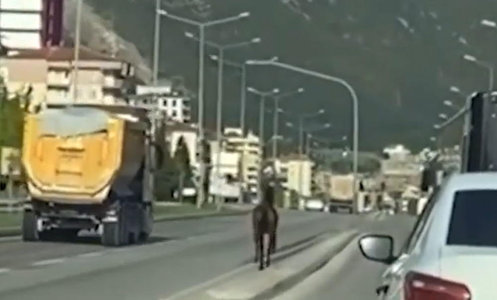 Denizli’de kaçtığı iddia edilen at karayoluna indi. Denizli-Antalya Karayolunda trafiğe dalan at merak uyandırırken, kısa bir süre sonra gözlerden kayboldu.