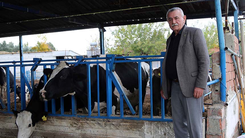 Geçtiğimiz yıl süte istediği fiyatı alamayan ve zarar eden üretici dişi hayvanlarını kesime gönderince bu yıl süt arzında yüzde 30 düşüş gözlendi. Son aylarda kesime gönderilen hayvanların yüzde 45’ini dişilerin oluşturduğunu söyleyen Köy-Koop Denizli Bölge Birliği Başkanı Mehmet Varol, “Kaçınılmaz olarak süt üretiminde düşüş yaşandı” diye konuştu. Ulusal Süt Konseyi’nin ve Cumhurbaşkanlığı Gıda ve Tarımsal Ürün Piyasaları İzleme Komitesi’nin süt fiyatını kontrol edemediğini savunan Varol, “Sütün kendi piyasası oluştu. Üretim talebe yetmiyor. Bu nedenle ürün satın alan sanayici sosyal medyadan fiyat belirler oldu” diye konuştu.