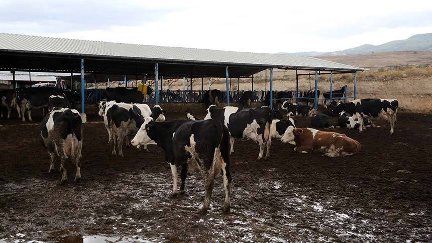 Geçtiğimiz yıl süte istediği fiyatı alamayan ve zarar eden üretici dişi hayvanlarını kesime gönderince bu yıl süt arzında yüzde 30 düşüş gözlendi. Son aylarda kesime gönderilen hayvanların yüzde 45’ini dişilerin oluşturduğunu söyleyen Köy-Koop Denizli Bölge Birliği Başkanı Mehmet Varol, “Kaçınılmaz olarak süt üretiminde düşüş yaşandı” diye konuştu. Ulusal Süt Konseyi’nin ve Cumhurbaşkanlığı Gıda ve Tarımsal Ürün Piyasaları İzleme Komitesi’nin süt fiyatını kontrol edemediğini savunan Varol, “Sütün kendi piyasası oluştu. Üretim talebe yetmiyor. Bu nedenle ürün satın alan sanayici sosyal medyadan fiyat belirler oldu” diye konuştu.
