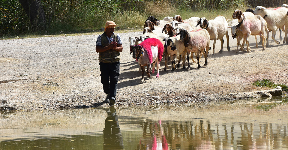 Denizli'de UNESCO'nun Somut Olmayan Kültürel Miras Listesi'nde yer alan 848 yıllık ‘Sudan Koyun Atlatma Yarışması ve Çoban Bayramı’, yapılan yarışmaların ardından sona erdi. Yarışmada Büyük Menderes Nehri’ne giren çobanı takip eden koç ve sürüler, izleyenlere unutulmaz bir gün yaşattı.