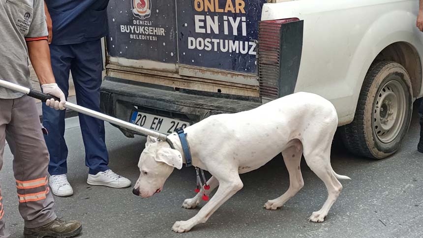 Denizli’de polise saldıran Dogo Argentino cinsi köpeğe savcılık kararıyla el konuldu.