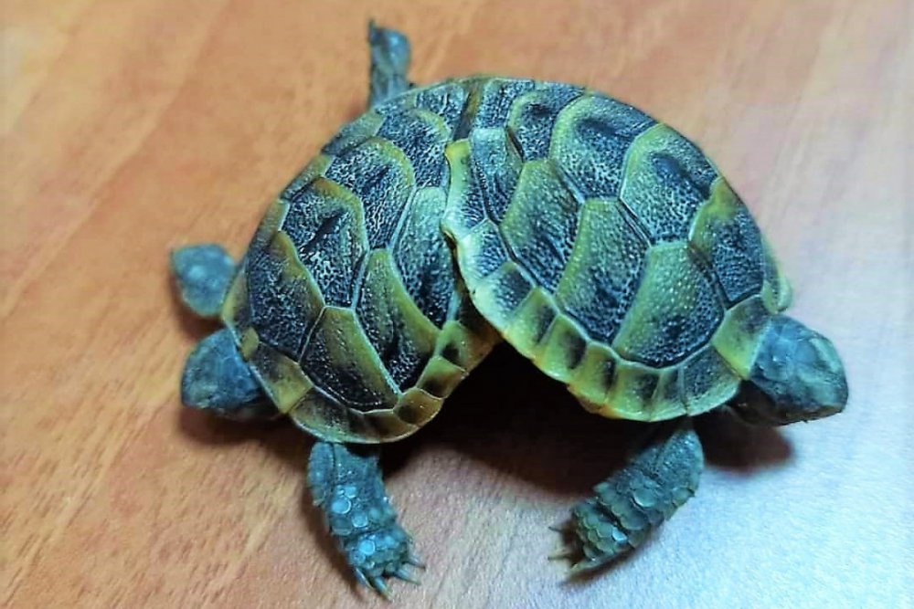 Pamukkale Ören Yerinde bulunan ve Pamukkale Üniversitesinde koruma altına alındıktan sonra “Pamuk” ve “Kale” isimleri verilen yapışık ikiz kaplumbağalar öldü.