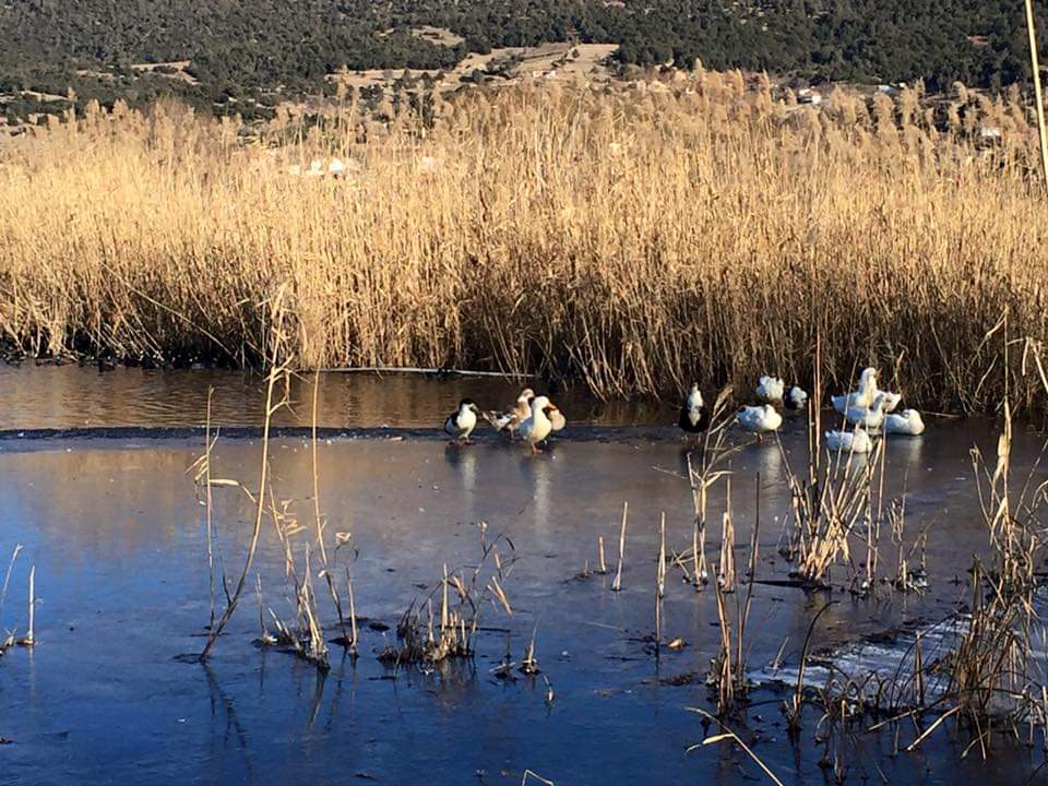 Denizli’de soğuk hava yaban hayatı fa fazlasıyla etkiledi. Çameli’ki Karaman Gölü -20 derece soğuklukta donarken, buz tabakasının üzerinde hareketsiz bekleyen ve yürüyen ördekler ilgi çekti.