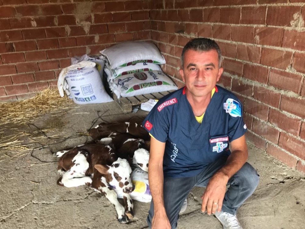 Denizli'nin Buldan ilçesine bağlı Bozalan Mahallesinde Yasemin Bozkurt’a ait inek, büyükbaş hayvanlarda ender rastlanan bir şekilde üçüz doğurdu.