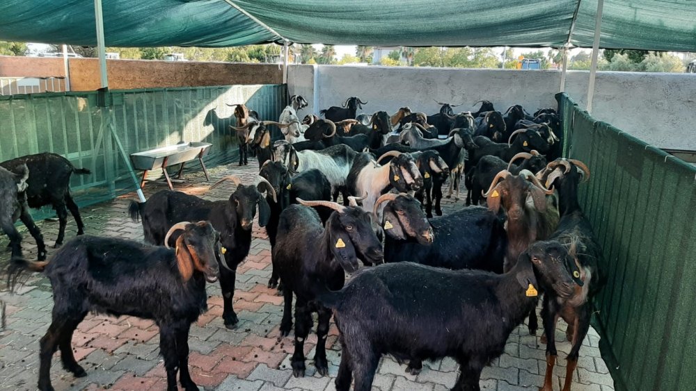 Milliyetçi Hareket Partisi (MHP), geçtiğimiz günlerde Antalya Manavgat’taki büyük yangında hayvanları telef olmuş köylülerin acısını hafifletmek için yardım kampanyası başlattı. Çal Belediyesi, kampanyaya 41 damızlık keçi ile katkıda bulundu.