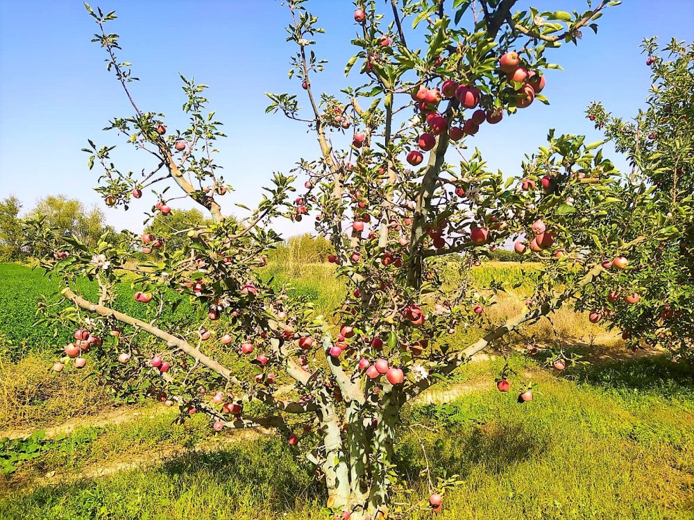 Denizli’nin Çivril ilçesinde aylar sonra gelen yağışla mevsimleri şaşıran elma ağacı, dalındaki elmalar hasadı beklerken çiçek açtı. Bahçesinde hasat yapmaya hazırlanan üretici Şakir Karamanlı, şaşkınlığını “Toplum gibi ağaçlarında dengesi bozuldu” diyerek dile getirdi.