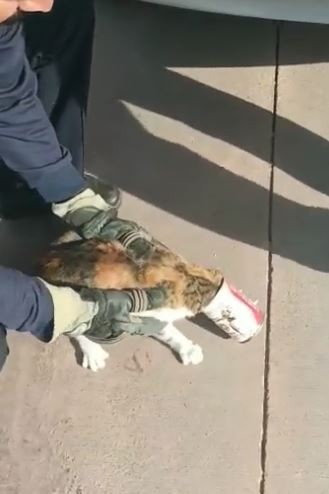 Denizli’de Pamukkale ilçesinde kafası teneke konserve kutusuna sıkışan sokak kedisi, vatandaşlar tarafından götürüldüğü itfaiye şubesinde kurtarıldı.