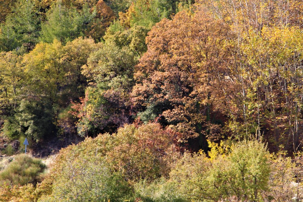 Denizli’nin Buldan ilçesinde bulunan ormanlık alanlar sonbaharda yeşil, sarı ve kahverenginin farklı tonlarının birleşmesiyle kendine hayran bıraktı.