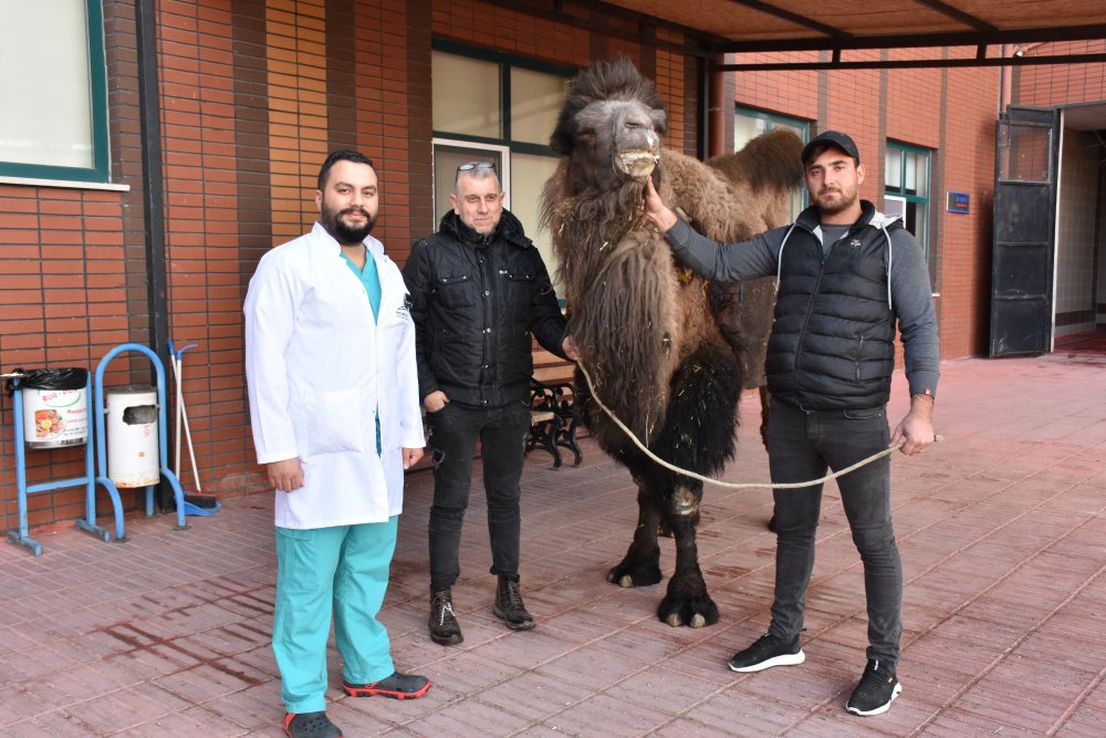Burdur’da hayvan hastanesinde Denizli’den getirilen çift hörgüçlü deveye katarakt ameliyatı yapıldı.