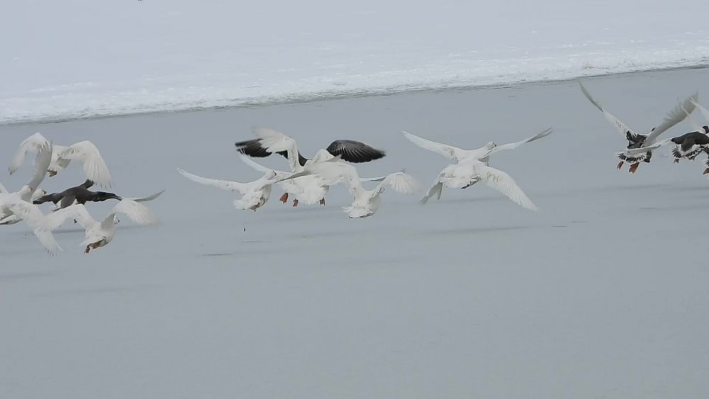 Denizli’de kar yağışı ve aşırı soğuk nedeniyle Süleymanlı Gölü buz tuttu. Gölde yaşayan balıkçı kuşları, belgeseli aratmayan görüntüler çıktı.