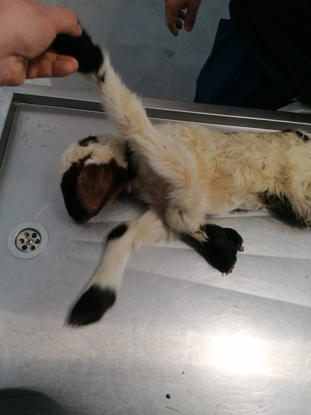 Denizli’nin Pamukkale ilçesinde besicilik yapan Mehmet Bülbül’e ait koyun 5 ayaklı kuzu doğurdu. Şaşkınlık ve korku içerisinde hayvan hastanesine götürdüğü kuzunun sağlıklı olduğunu 5 ayaklı doğmasının nadir görülen bir anomali olduğu belirtildi.