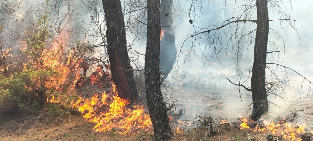 Denizli'nin Pamukkale ilçesinde 2 farklı alanda meydana gelen yılın ilk yangınında 2 dönüm örtülük alan zarar gördü.