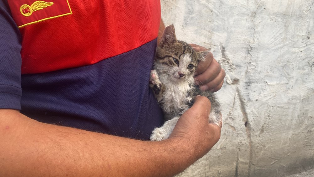 Denizli'de girdiği otomobilin motor bölümünden çıktığı sanılarak 150 kilometre yolculuk yapıp Aydın'a gelen yavru kedi, Aydın Büyükşehir Belediyesi İtfaiye Daire Başkanlığı ekipleri tarafından bulunduğu yerden çıkartıldı.