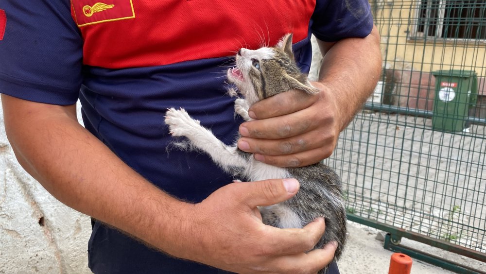 Denizli'de girdiği otomobilin motor bölümünden çıktığı sanılarak 150 kilometre yolculuk yapıp Aydın'a gelen yavru kedi, Aydın Büyükşehir Belediyesi İtfaiye Daire Başkanlığı ekipleri tarafından bulunduğu yerden çıkartıldı.