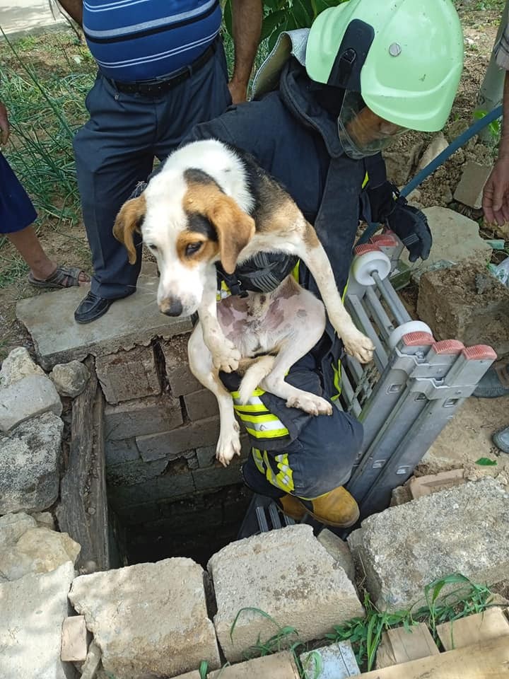 Denizli’nin Kale ilçesinde kuyuya düşen köpek, itfaiye ekiplerinin çalışması sonucu kurtarıldı.