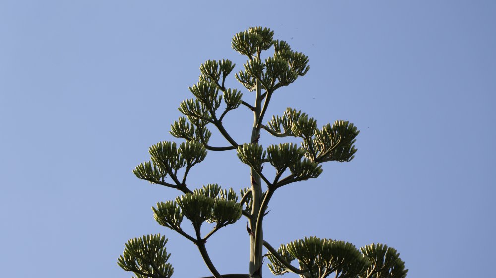 Denizli’de yaşayan Mehmet Emin Kayan’ın bahçesinde ‘sabır otu’ olarak bilinen Agave bitkisi çıktı. Ortalama yaşı 60 ile 100 yıl arasında değişen ‘sabır otu’nun yaşamı boyunca sadece bir kere çiçek açtığı ifade edildi.