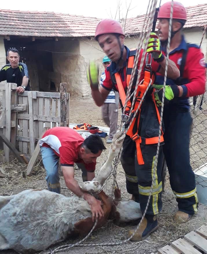Denizli’nin Bozkurt ilçesinde su kuyusuna düşen kurbanlık inek, itfaiye ekiplerinin çalışması sonucu kurtarıldı.