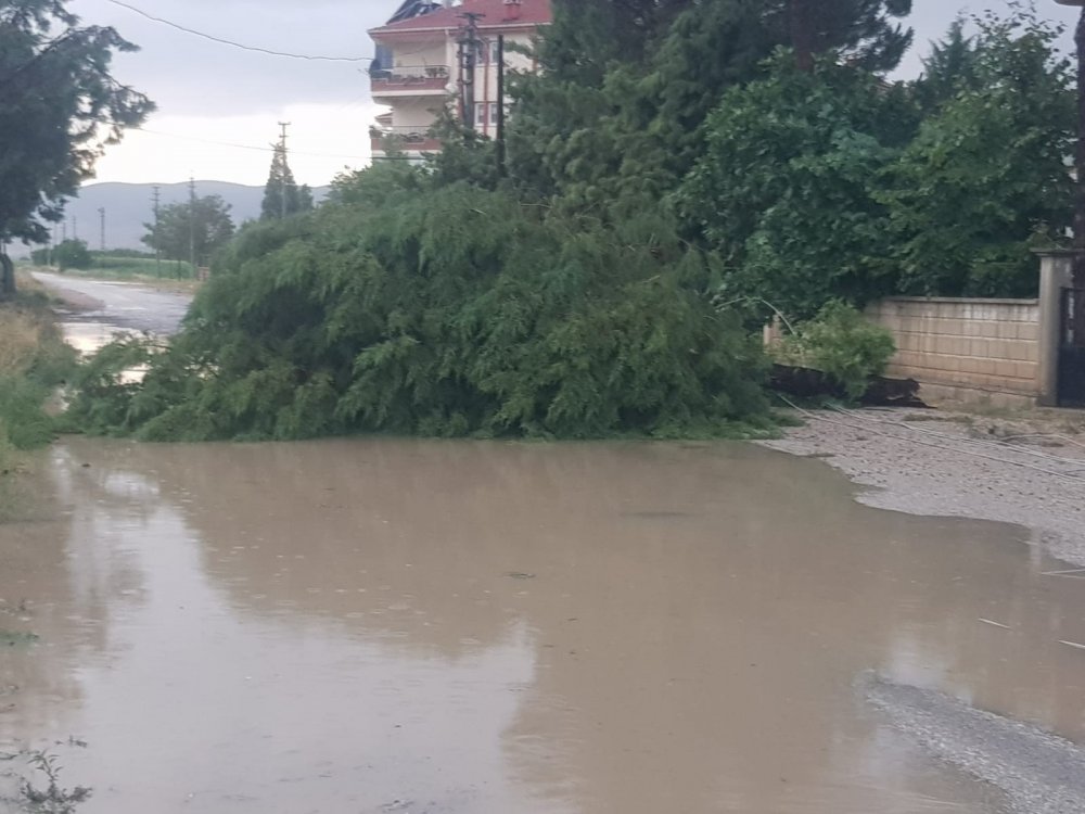 Denizli’nin Çivril ilçesinde etkili olan fırtına ve yağmur hayatı olumsuz etkiledi. Yağışla birlikte seyreden fırtına ağaçları devirdi.