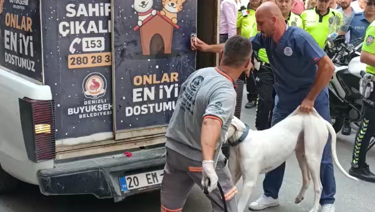 Denizli’de trafik polisinin durdurduğu alkollü sürücünün otomobilindeki Dogo Arjantin cinsi köpeği, arka koltuktan sürücü penceresine kafasını uzatarak polisi ısırdı. Kolundan yaralanan polis memuru hastaneye kaldırılırken, olay anında köpeğinin ısırmasına engel olmayan sürücü ise gözaltına alındı.