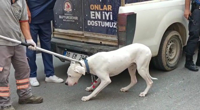 Denizli’de alkollü sürücünün engel olmaması sonrası Dogo Arjantin cinsi köpeğinin polisi ısırma anı kameraya yansıdı.