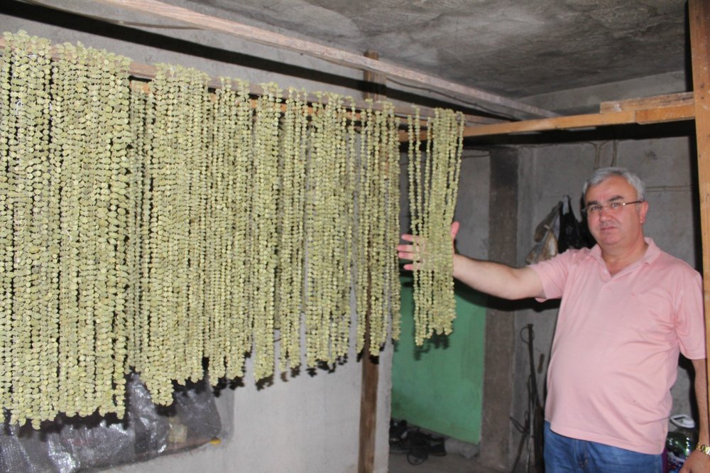 Türkiye'nin önde gelen bamya üretim merkezleri arasında yer alan Denizli'nin Çal ilçesinde zorlu hasat sezonu sürüyor. Anadolu’nun sevilen lezzetlerinden olan yaş bamyanın kilosu 100 TL iken, kurusu ise 4 kat daha fazlaya alıcı buluyor.
