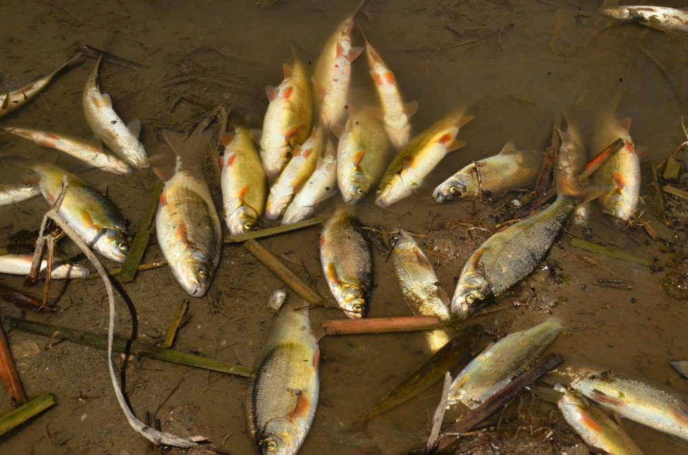 Büyük Menderes Nehri'nin Denizli’nin Çivril ilçesinde kalan bölümünde son günlerde artan balık ölümleri, bölge halkını tedirgin etmeye devam ediyor.