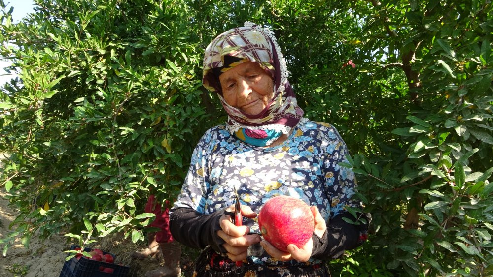 Denizli’de mevsimlik işçi olarak tarlalarda nar toplayan 64 yaşındaki Zehra zeybek, çalışma azmiyle gençlere taş çıkartıyor.