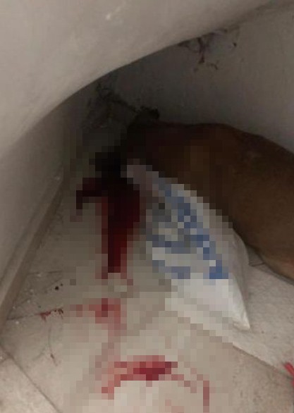 Denizli’nin Pamukkale ilçesinde komşusunun köpeğini kafasına tüfekle ateş ederek öldüren yaşlı adam, köpeği öldürmek ve tehdit suçundan 5 yıl 9 ay hapis cezasına çarptırıldı.
