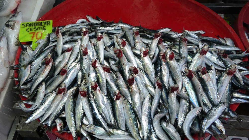 Denizli’de balık tezgâhlarında bolluk yaşanıyor. Çinekop başta olmak üzere sardalya ve hamsi çoğunlukla tercih edilirken, balıkçı esnafı da satışlardan fazlasıyla memnun olduğunu belirtti.