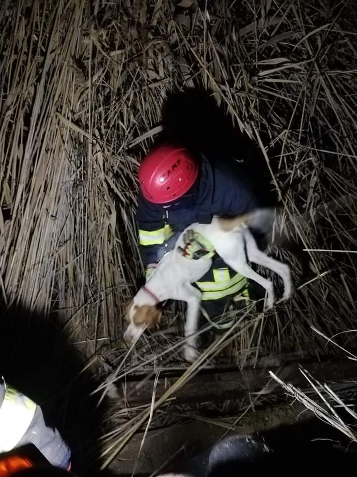 Denizli'nin Buldan ilçesinde otluk alandaki 6 metrelik kuyunun içine düşen köpek, itfaiye tarafından kurtarıldı.