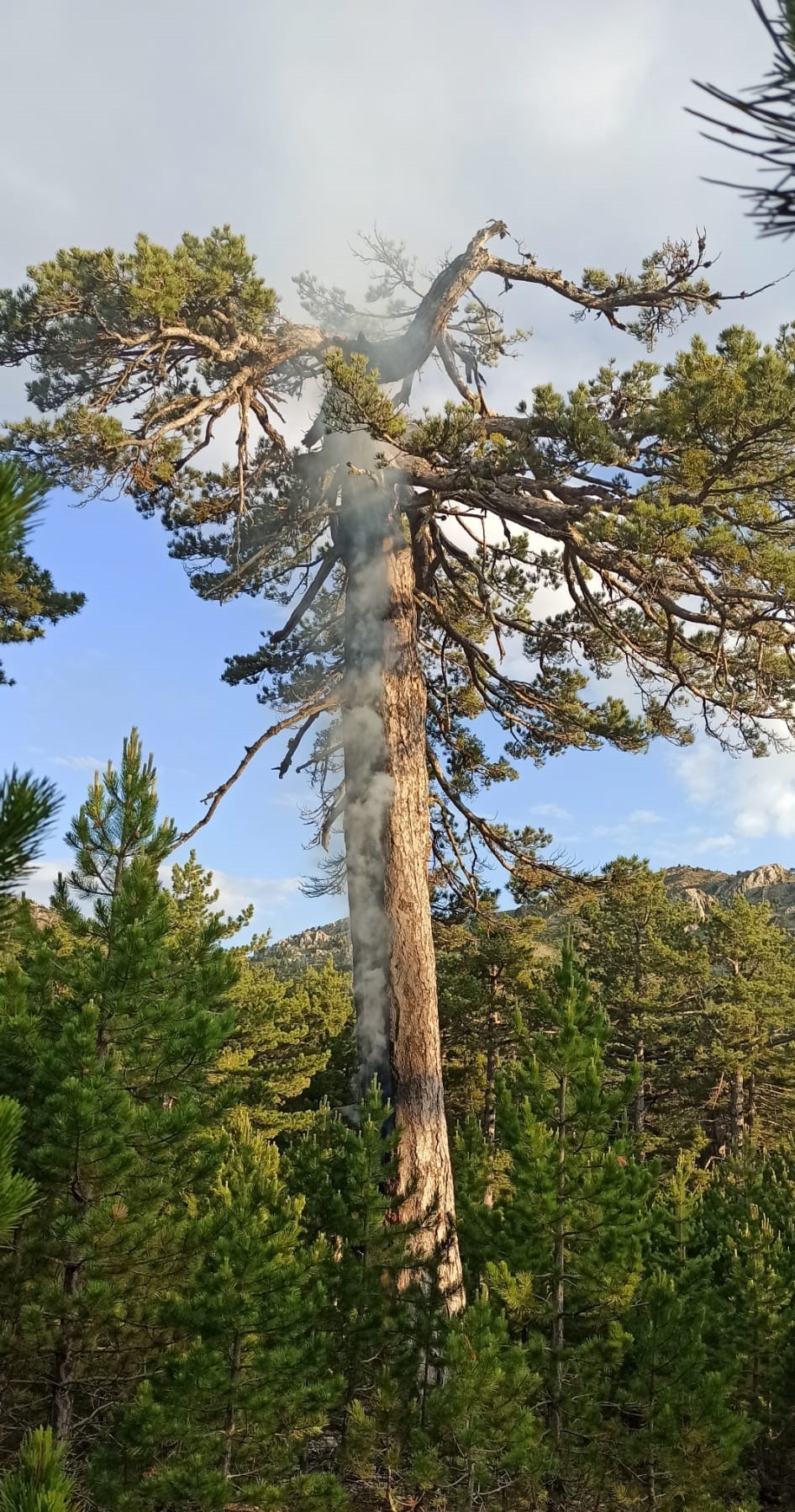 Denizli’nin Çameli ilçesinde üzerine yıldırım düşen yaklaşık 2 asırlık çam ağacı, 3 gündür için için yanmaya devam ediyor.