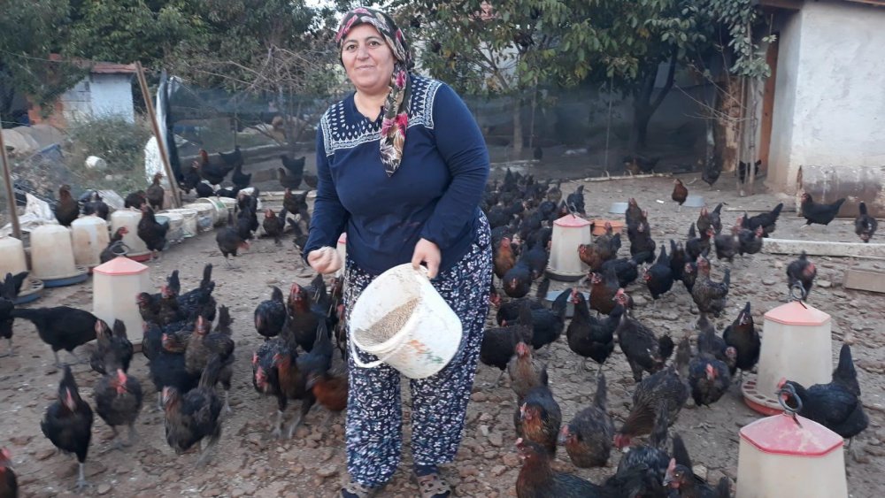 Denizli’de ev ekonomisine katkı sağlamak için 23 tavuk alarak gezer tavuk yumurtası üretimine başlayan Herdem Yumru, 2 yıl içerisinde üretim kapasitesini arttırdı. Evinin bahçesinde kurduğu tavuk çiftliğinde 400 tavuğa ulaşan Yumru, girişimciliğiyle örnek oldu.