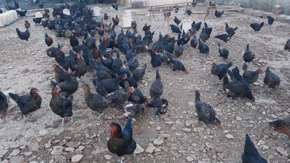 Denizli’de ev ekonomisine katkı sağlamak için 23 tavuk alarak gezer tavuk yumurtası üretimine başlayan Herdem Yumru, 2 yıl içerisinde üretim kapasitesini arttırdı. Evinin bahçesinde kurduğu tavuk çiftliğinde 400 tavuğa ulaşan Yumru, girişimciliğiyle örnek oldu.