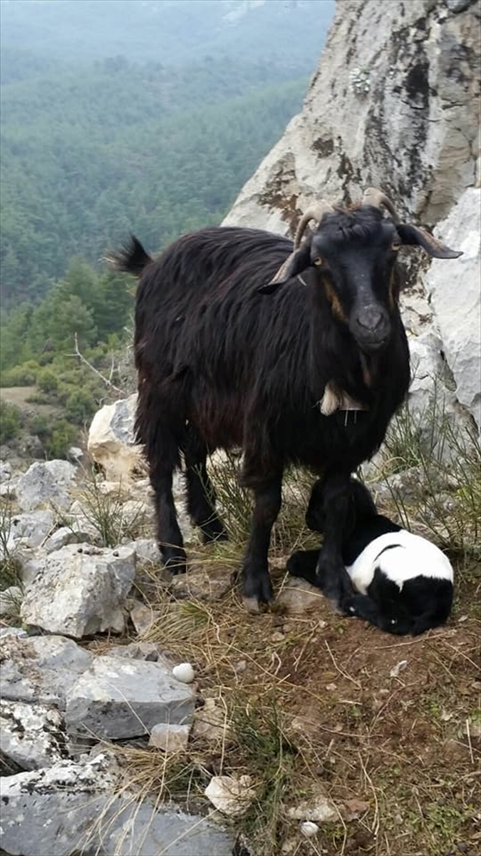 Pamukkale ilçesinde, 2 gündür kayalıklarda mahsur kalan ve orada doğum yapan keçi, AFAD ve Dağ Arama Kurtarma ekiplerinin yaklaşık 4 saat süren operasyonla kurtarıldı. 
