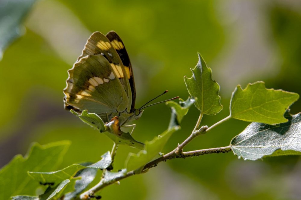 Avrupa'da en fazla kelebek türüne ev sahipliği yapan Türkiye'de kelebek gözlemcileri, sadece Van'da yaşadığı bilinen 'Rose'nin Çokgözlüsü' ile Çatak bölgesinde yaşayan 'Şehzade'yi kayıt altına almak için kilometrelerce yol kat ederek Van’a geliyor.