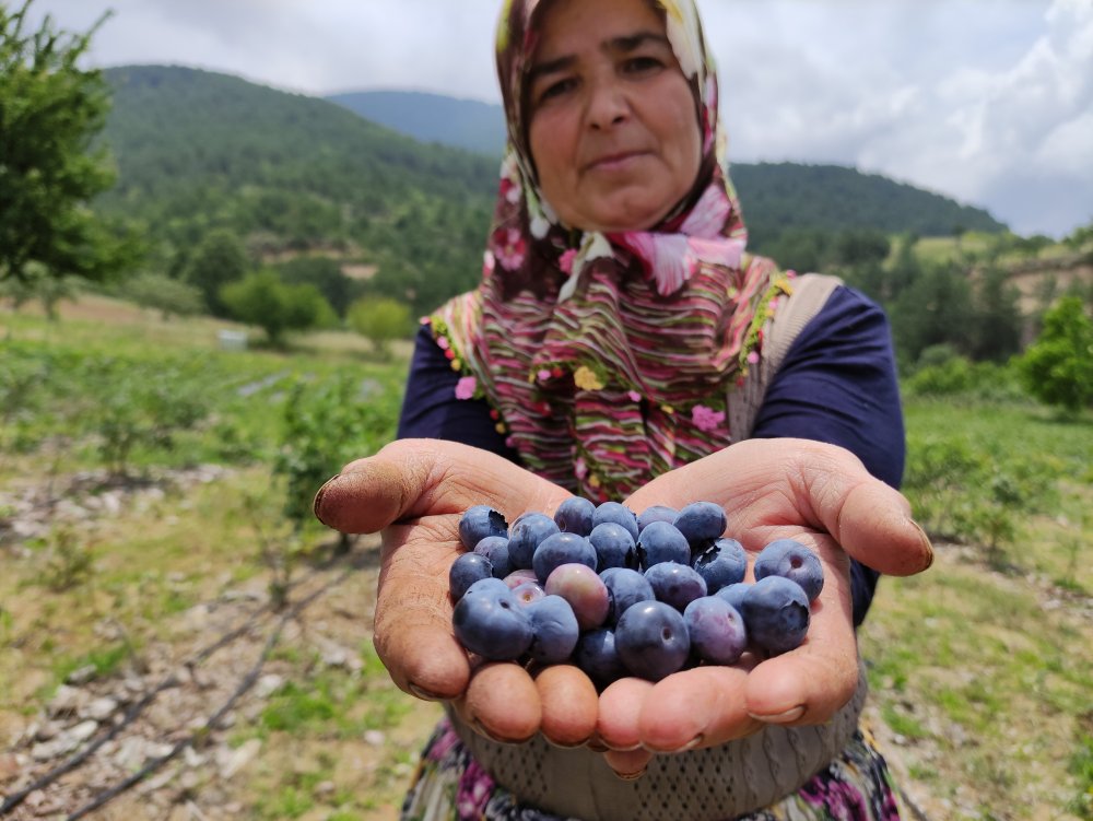Bursa'da bir üretici, nadir bulunan meyveden ekti, kilosunu 100 liradan satıyor.