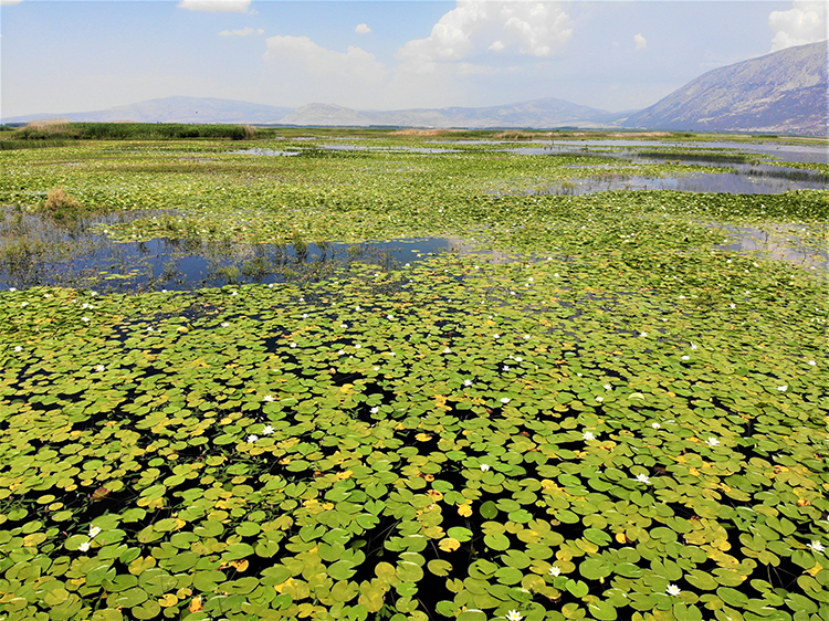 Türkiye’nin en büyük nilüfer tarlasını bünyesinde barındıran Çivril Işıklı Gölü’nde görsel şölen baladı. Yeşille mavinin buluştuğu eşsiz doğasıyla doğaseverlerin gözdesi olan göl, huzur veren nilüferlerin çiçek açmasıyla bambaşka bir manzara kavuştu.