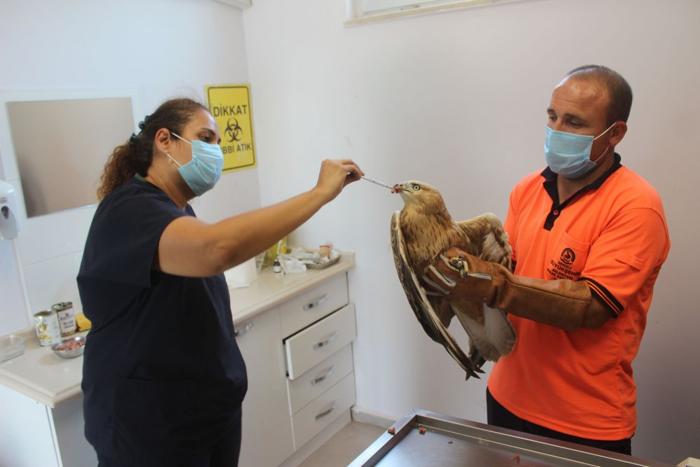 Denizli Büyükşehir Belediyesi Sokak Hayvanları Barınma, Rehabilitasyon Merkezi'ne yaralı olarak getirilen şahin, tedavisinin ardından yeniden özgürlüğe kanat çırptı.  